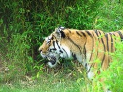 tiger standing in grass