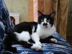 black and white cat lying on the couch