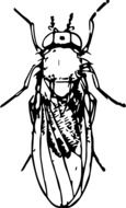 Picture with the image of a fly on a white background