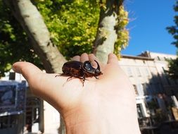 rhinoceros beetle on the palm