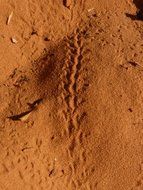 snake footprint in the sand, national park, utah