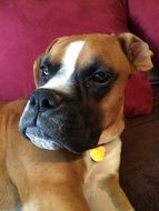 portrait of adorable boxer dog