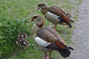 beautiful and cute Plumage Animal