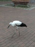 walking aquatic bird