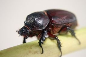 attractive Beetle Macro photo