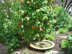 Beautiful Easter Bush in the garden