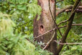 woodpecker hollow on a tree
