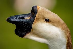 profile portrait of a swan with black beak