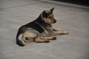 attractive Chinese Rural Dogs