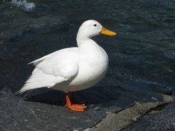white duck is a water bird