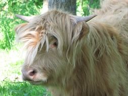 long-haired white calf in the highlands