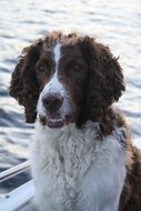 white-brown dog sitting