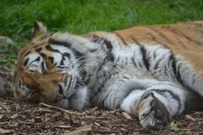 Sleeping Tiger head and paw close up
