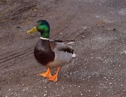 colorful drake on gray ground