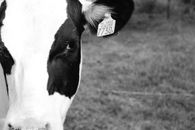 Black and White Cow head with number on ear close up