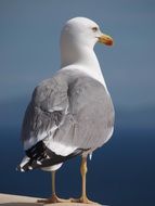 seagull looks at the sea