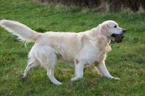 golden retriever walks on green grass