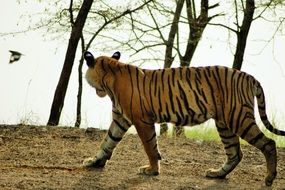 tiger in india wildlife