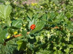 ladybug on currant leaves