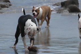 dogs walk on water at the beach