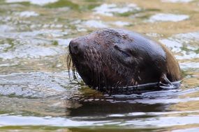sea lion at the zoo berlin