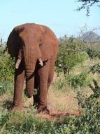 elephant in the wild in kenya