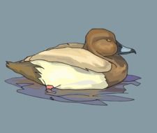 graphic image of a brown duck on the water