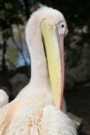 attractive Pelican