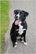 black and white dog with his tongue hanging out