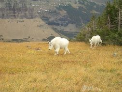 two mountain white goats on the autumn field