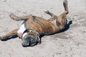 the dog is swinging on his back