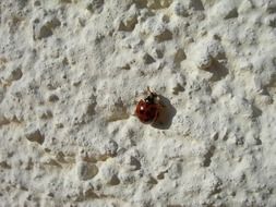 gorgeous small red Ladybug