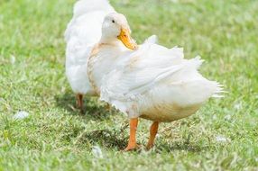 Two duck preening its feathers, thailand