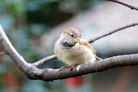 sparrow on a tree branch in the garden