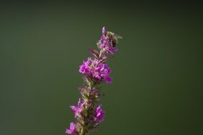 honey bee on fireweed inflorescence
