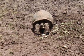 tortoise among the mud
