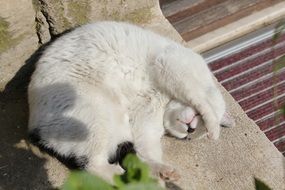 white cat lies on the ground in the sun
