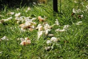 Bread on the grass