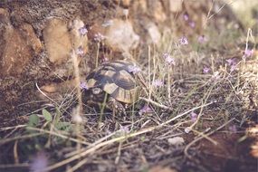 deliciously beautiful Turtle Animal