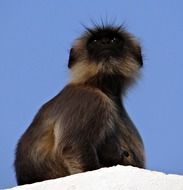 furry brown monkey against a blue sky