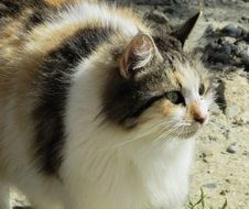 tricolor Homeless Cat Looking aside