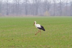 beautiful white stork on a green field