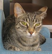 Cute domestic cat on the sofa