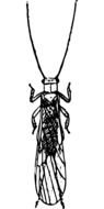 drawing of a beetle with long antennae