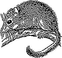 black and white graphic image of a mouse on a branch