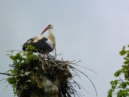 rattle stork in the nest