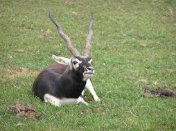 Antelope on Safari