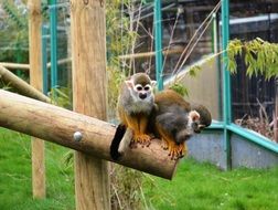 Two small monkeys live in the zoo
