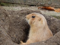 prairie dog in the hole close-up