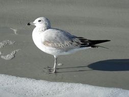 seagull stands on the wet sand